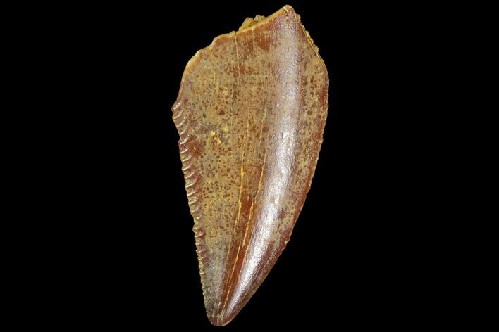 Serrated, Raptor Tooth - Real Dinosaur Tooth #85268